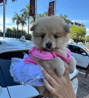 Miniature Pure-Bred Toy Pomeranian Puppies