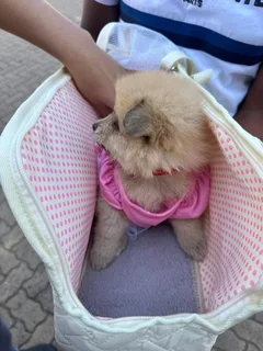 Miniature Pure-Bred Toy Pomeranian Puppies