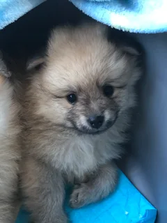Miniature Pure-Bred Toy Pomeranian Puppies