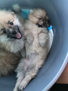 Miniature Pure-Bred Toy Pomeranian Puppies