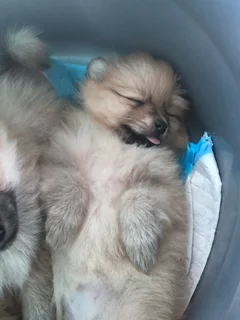 Miniature Pure-Bred Toy Pomeranian Puppies