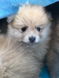 Miniature Pure-Bred Toy Pomeranian Puppies