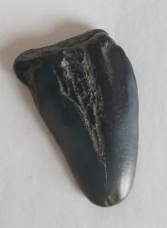 Very Rare Ancient Shark Tooth
