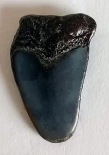 Very Rare Ancient Shark Tooth