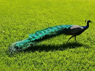 Peacock trio R2000 for all 3