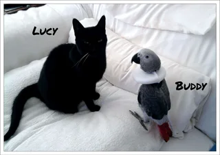 House and Pet Sitting