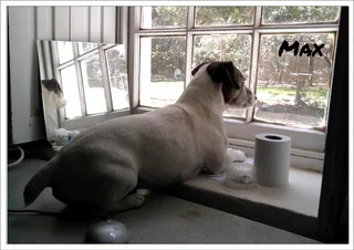 House and Pet Sitting