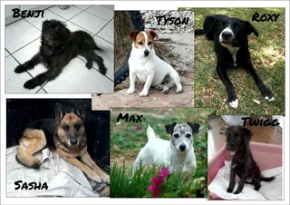 House and Pet Sitting