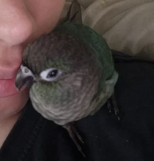 Sweetest baby turquoise conure