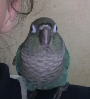 Sweetest baby turquoise conure