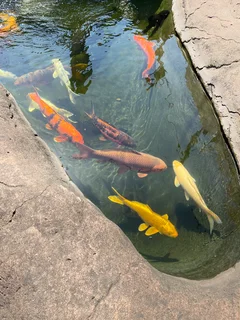 Koi Fish
