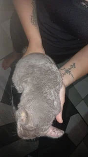 Chinchulla - Ad posted by Gina Cronje