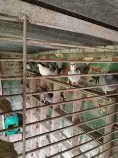 Racing pigeons