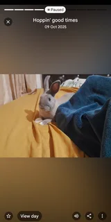 Rabbit - Ad posted by Terrina Dhanpath