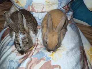 Rabbits for sales