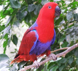 Tame Solomans Eclectis parrot