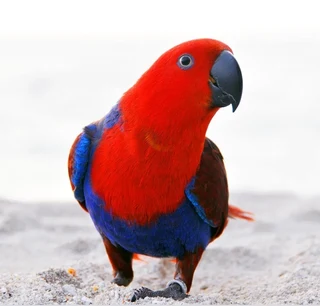 Tame Solomans Eclectis parrot