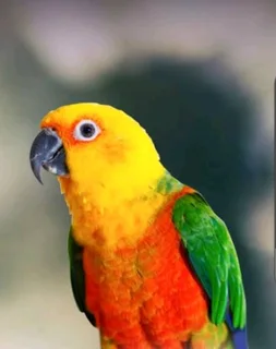 Young Tame Jenday Conures for sale