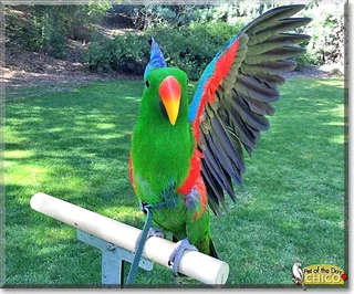 Tame Eclectus parrots for sale