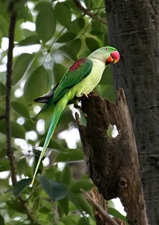 Tame Alexanderine parrots for sale