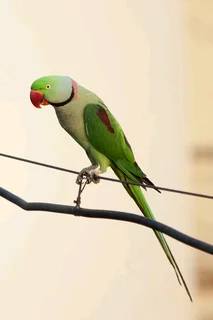 Tame Alexanderine parrots for sale