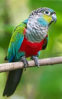 Young and tame Conures for sale