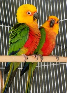 Young and tame Conures for sale