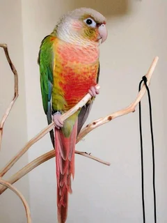 Young and tame Conures for sale