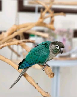 Young tame Turquoise conures