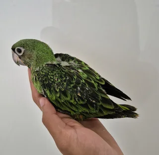 Young Tame Jardine parrot