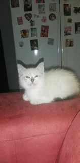 Gorgeous Kittens Available..