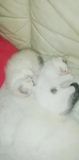 Gorgeous Kittens Available..