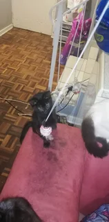 Gorgeous Kittens Available..