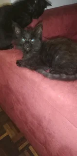 Gorgeous Kittens Available..