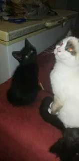 Gorgeous Kittens Available..