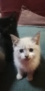 Gorgeous Kittens Available..