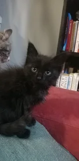 Gorgeous Kittens Available..