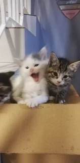 Gorgeous Kittens Available..