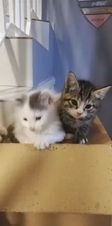 Gorgeous Kittens Available..