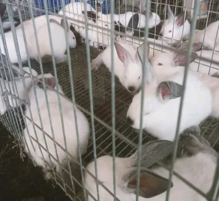 Californian's black and choc