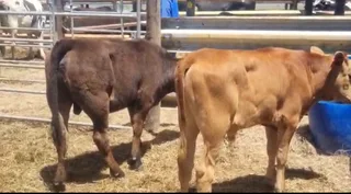 Kalwers - Ad posted by Armand Dykstra