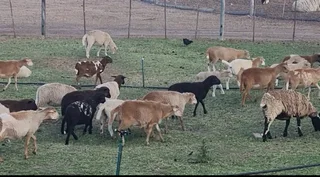 Lammers - Ad posted by Armand Dykstra