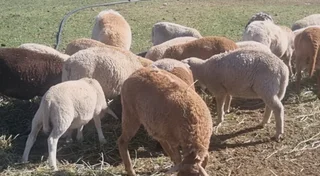 Lammers - Ad posted by Armand Dykstra