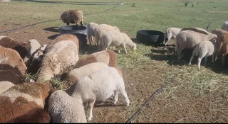 Lammers - Ad posted by Armand Dykstra