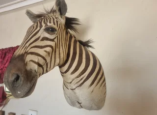 Deer and zebra mount