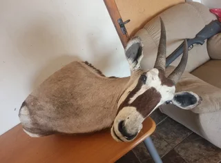 Deer and zebra mount