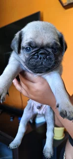 Pug Puppies