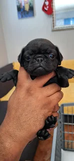 Pug Puppies