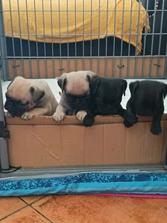 Pug Puppies