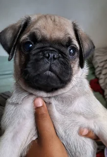 Pug pup ready for new home
